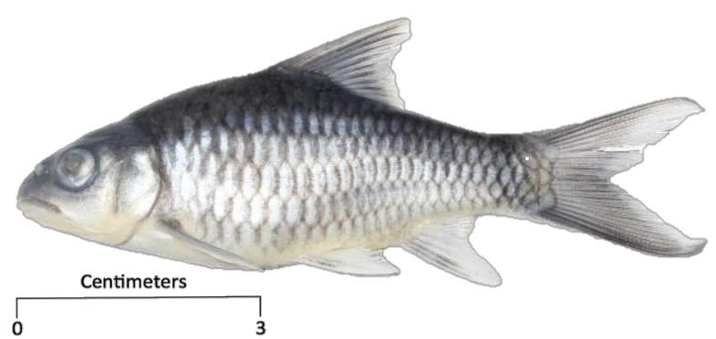 Neolissochilus dukai