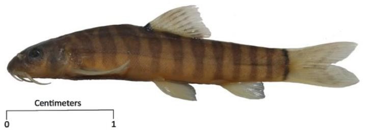 Schistura scaturigina