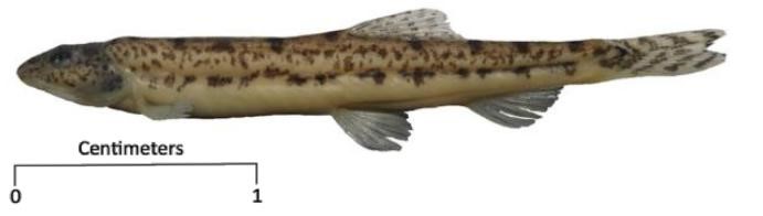 Neoeucirrhichthys maydelli