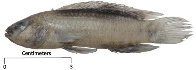 Badis dibruensis